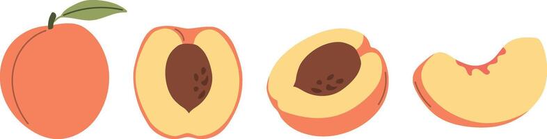Peach set, peach slice, cut peach, tropical fruits, healthy and organic food, illustration in flat style vector