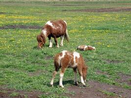 poni potro caballos pasto en prado foto