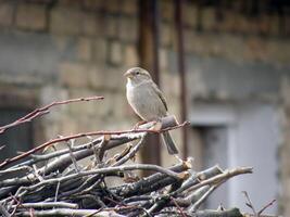 Sparrow on a Branch photo