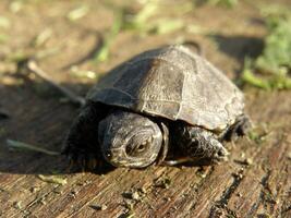 bebé europeo estanque Tortuga en humano dedo foto