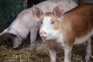 Red and white pig on farm photo