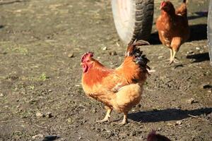 Chicken standing on the mud in rural area photo