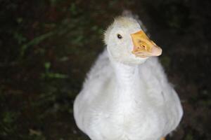 joven blanco ganso cara cerca arriba foto