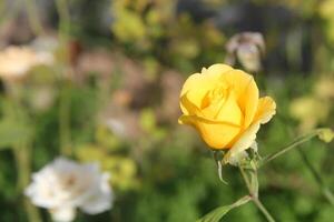 Beautiful rose flower with green background photo