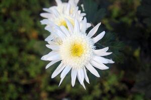 White chrysanthemum flower in garden photo