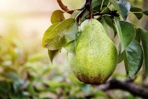 Beautiful William pear on branch photo