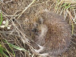 Hedgehog Sleeping In Spring photo