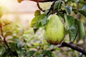 William pear on tree in the garden photo
