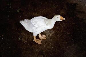 Young White Goose Standing photo