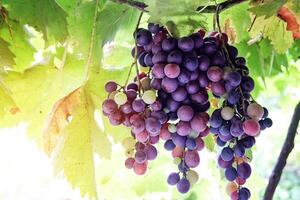 Natural Organic Grape in Vineyard photo