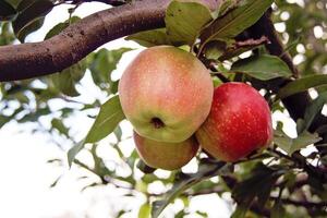 Beautiful Red Apples on tree in garden photo