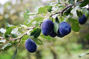 Plum on the Tree photo