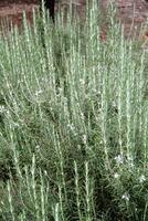 Rosemary Bush Closeup photo