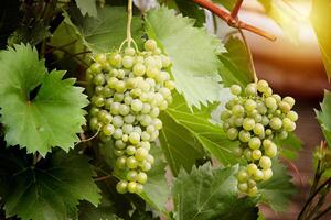 Beautiful Green White Grapes in Vineyard Closeup photo