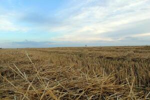 Hay harvest field with beautiful sky photo