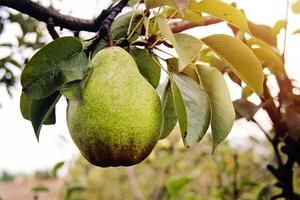 Guillermo Pera en árbol rama con hojas foto