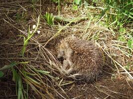 Hedgehog sleeping on the ground photo