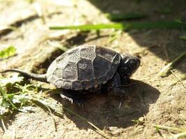 Baby European Pond Turtle on human finger photo