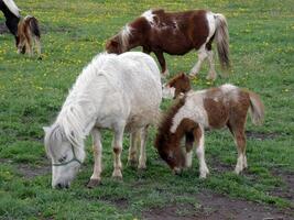 Pony horses grazing in meadow photo