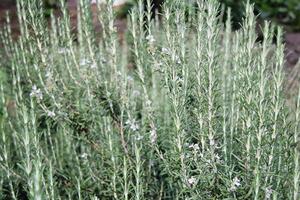 Nice Rosemary Close Up photo