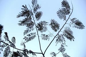 Leafs and the sky photo