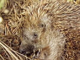 Hedgehog Face Close Up photo