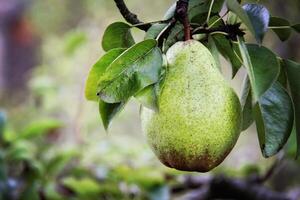 William pear on tree photo