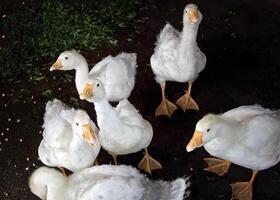 Young White Gooses on the Farm photo