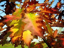 vistoso otoño hojas foto