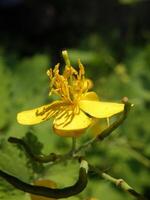 hermosa tutsan flor foto