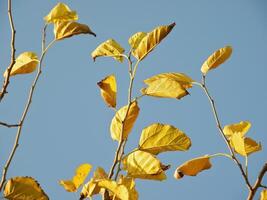 amarillo otoño hojas en azul antecedentes foto