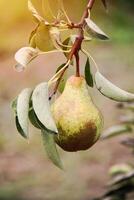 William pear on tree branch in sunshine photo