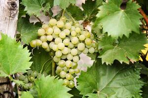 Beautiful Green Grape Closeup photo