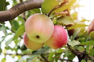 Beautiful Apples on tree branch photo