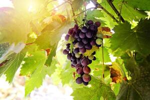 Beautiful Grape at sunset in autumn harvest. Ripe grapes in fall. photo