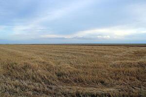 Wheat hay harvest field with sky photo