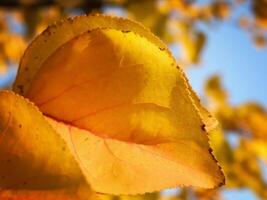 naranja y azul otoño hojas foto