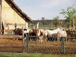 Pony horses eating in farm photo