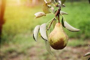 William pear on tree branch photo