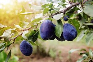 Beautiful Plum Branch on the Tree photo