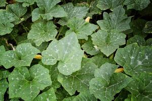 Pumpkin flowers and leafs in the garden close up photo