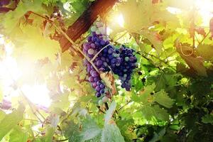 Beautiful Grape at sunset in autumn harvest. Ripe grapes in fall. photo