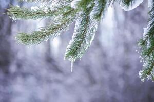 Transparent icicle hanging on the snow covered pine tree branch photo