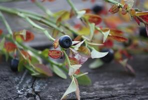 Ripe fresh blueberry photo