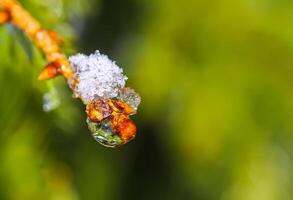 Snow covered spruce tree branches outdoors. photo