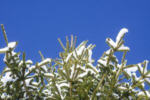 Snow covered fir tree branches on blue sky background. photo