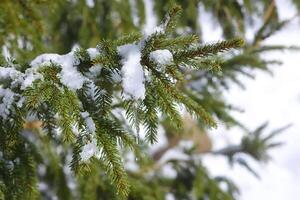 Snow covered spruce tree branch with transparent icicle outdoors. photo