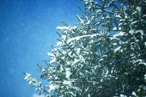 Snow covered spruce fir tree branches outdoors. photo