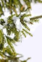 Snow covered spruce tree branch with transparent icicle outdoors. photo