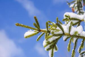 Snow covered spruce tree branch outdoors. photo